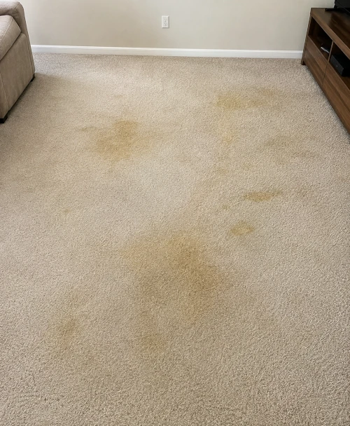 Living Room Carpet before cleaning
